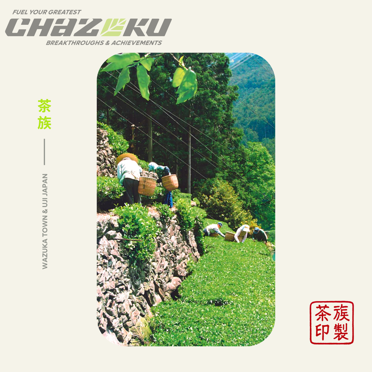 Tea Fields