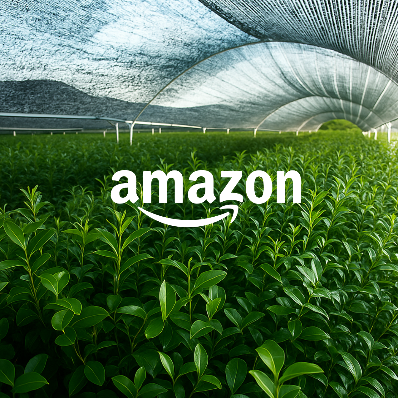 Tea field with matcha leaves growing in der shade of farm and amazon logo in center