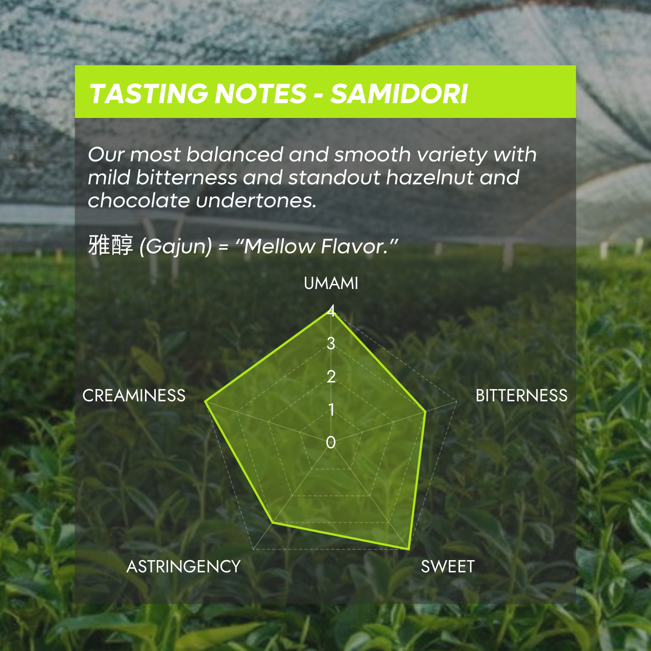 Tea field with tasting notes for 'Samidori' tea variety displayed on a green overlay.