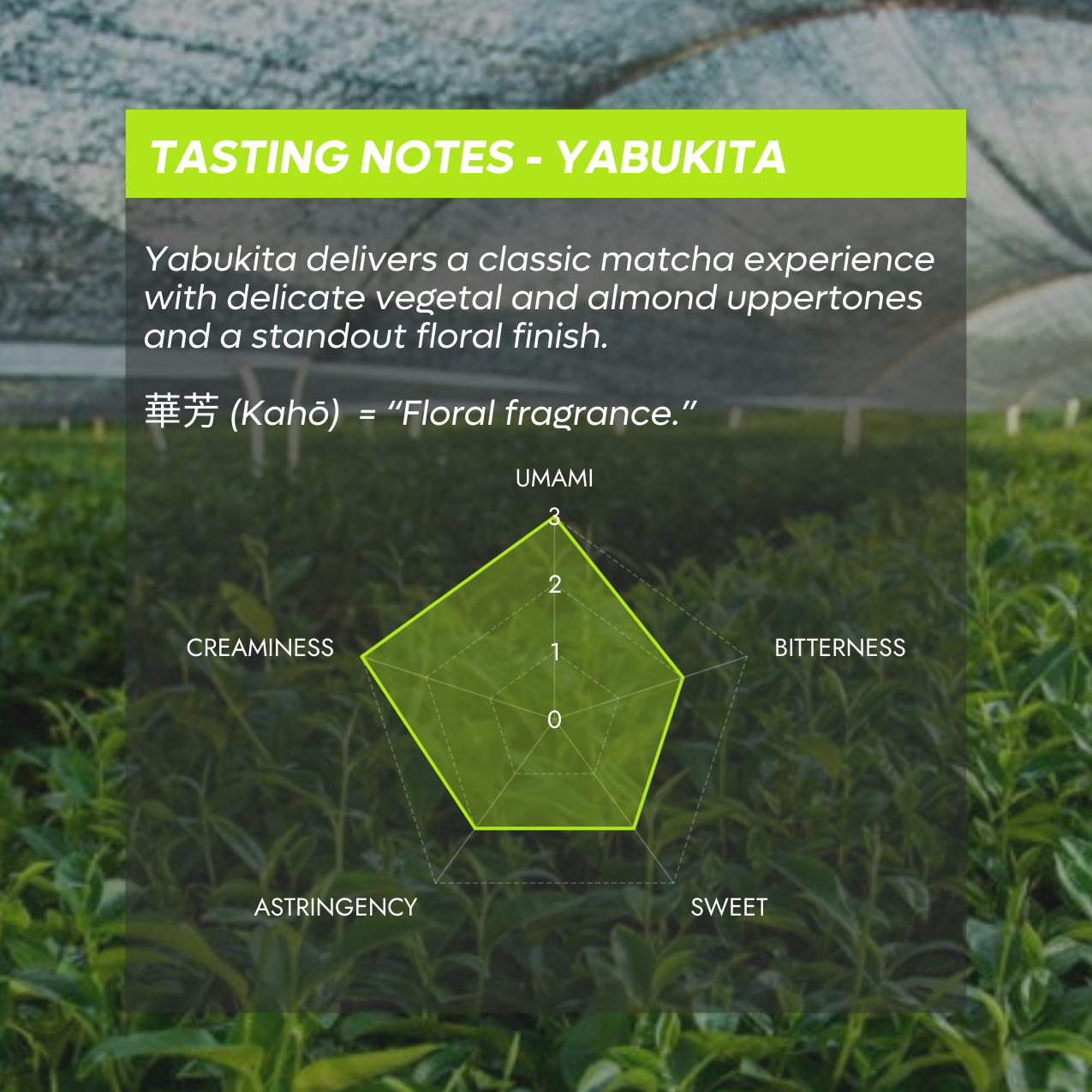 Tea field with tasting notes for Yabukita matcha overlayed on a green hexagonal scale.